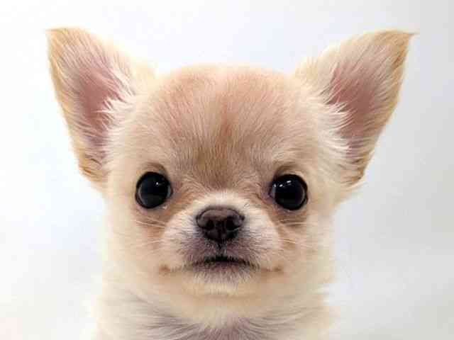 広島県のチワワ(ロング) (ひごペットフレンドリーゆめタウン廿日市店/2025年11月2日生まれ/男の子/クリームゴールド)の子犬