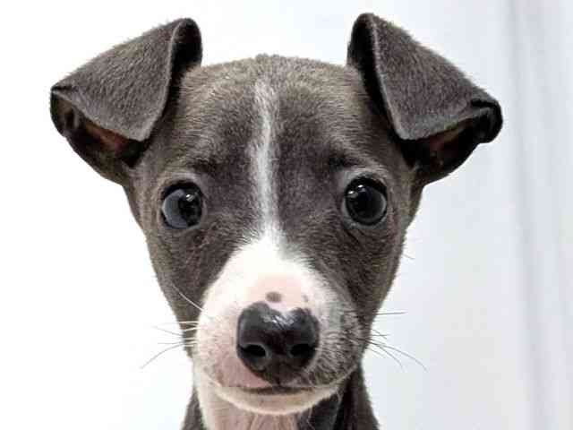 広島県のイタリアングレーハウンド (ひごペットフレンドリーゆめタウン廿日市店/2025年11月2日生まれ/男の子/ブルーホワイト)の子犬の1枚目の画像