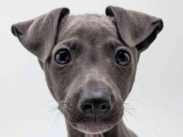 香川県のイタリアングレーハウンド (ひごペットフレンドリーゆめタウン高松店/2025年11月2日生まれ/男の子/ブルーホワイト)の子犬の1枚目の画像