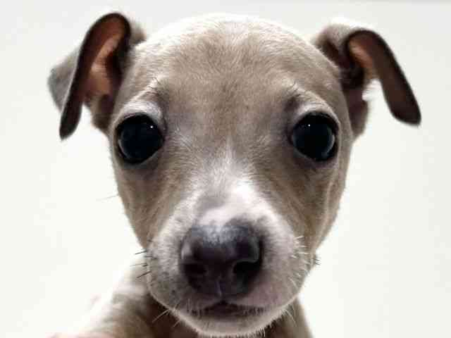 愛知県のイタリアングレーハウンド (ひごペットフレンドリーららぽーと名古屋みなとアクルス店/2025年11月2日生まれ/女の子/ブルーフォーンホワイト)の子犬の1枚目の画像