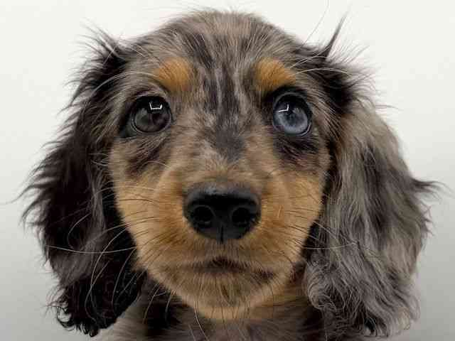 大阪府のカニンヘンダックスフンド(ロング) (ひごペットフレンドリーららぽーとEXPOCITY店/2025年11月1日生まれ/男の子/シルバーダップル)の子犬の1枚目の画像