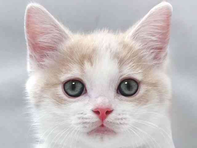 大阪府のマンチカン (ひごペットフレンドリー堺プラットプラット店/2025年10月28日生まれ/男の子/クリームタビーホワイト)の子猫の1枚目の画像