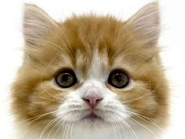 大阪府のスコティッシュフォールド (ひごペットフレンドリーくずはモール店/2025年10月29日生まれ/女の子/レッドタビーホワイト)の子猫の1枚目の画像