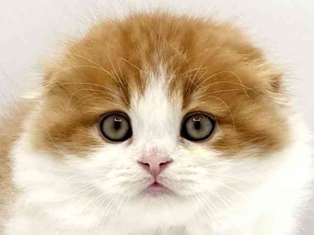 兵庫県のスコティッシュフォールド (ひごペットフレンドリークラウンパーク伊丹店/2025年10月29日生まれ/男の子/レッドタビーホワイト)の子猫の1枚目の画像