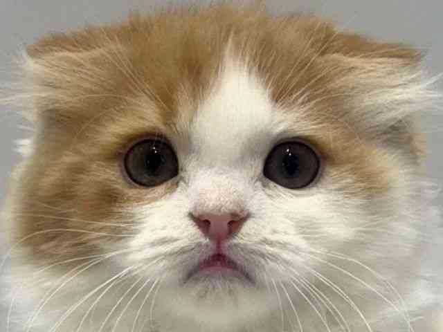 大阪府のスコティッシュフォールド (ひごペットフレンドリーセブンパーク天美店/2025年10月29日生まれ/男の子/レッドタビーホワイト)の子猫の1枚目の画像