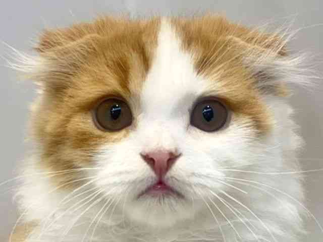 大阪府のスコティッシュフォールド (ひごペットフレンドリーセブンパーク天美店/2025年10月29日生まれ/男の子/レッドタビーホワイト)の子猫の1枚目の画像