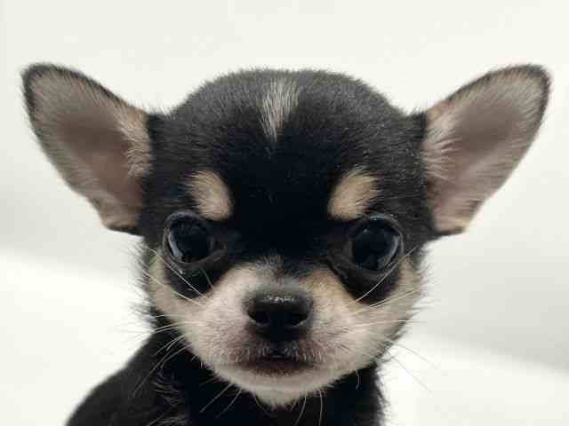 愛知県のチワワ(スムース) (ひごペットフレンドリーヴィアモール アピタ江南西店/2025年11月2日生まれ/男の子/ブラックタンホワイト)の子犬