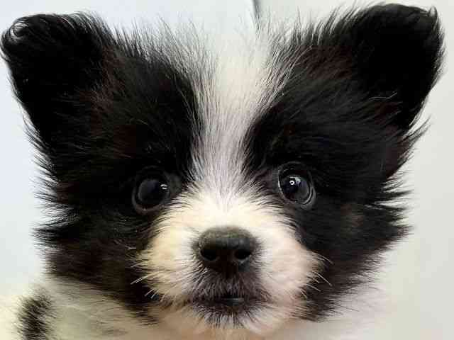 愛媛県のパピヨン (ひごペットフレンドリーエミフルMASAKI店/2025年11月1日生まれ/男の子/トライカラー)の子犬の1枚目の画像