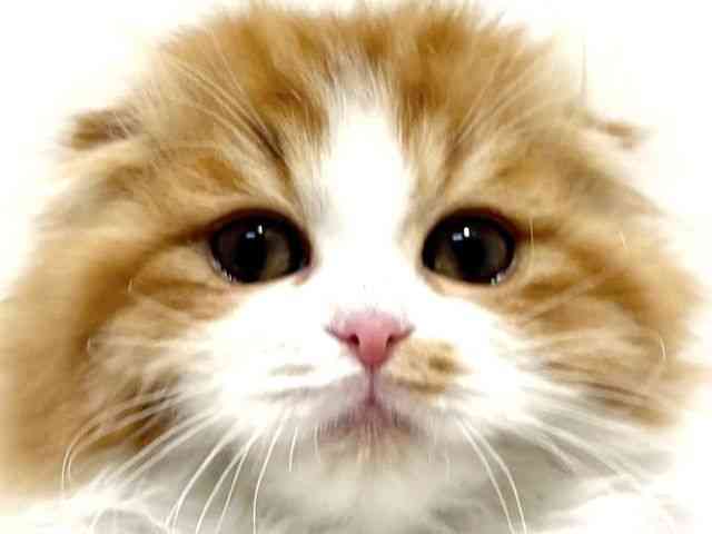 大阪府のスコティッシュフォールド (ひごペットフレンドリーイオン高槻店/2025年10月29日生まれ/女の子/レッドタビーホワイト)の子猫