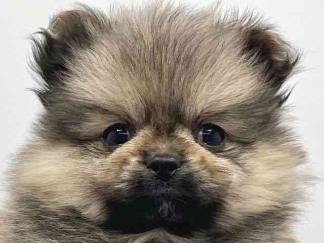 大阪府のペキポメ/ポメペキ(ペキニーズ×ポメラニアン) (ひごペットフレンドリーイトーヨーカドー津久野店/2025年11月1日生まれ/女の子/フォーン)の子犬の1枚目の画像