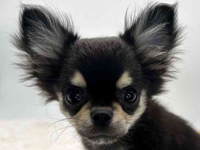 島根県のチワワ(ロング) (ひごペットフレンドリーイオンモール出雲店/2025年11月1日生まれ/女の子/ブラッククリーム)の子犬の1枚目の画像