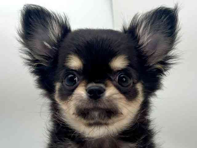 島根県のチワワ(ロング) (ひごペットフレンドリーイオンモール出雲店/2025年11月1日生まれ/女の子/ブラッククリーム)の子犬の1枚目の画像