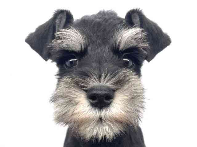 兵庫県のミニチュアシュナウザー (ひごペットフレンドリーイオンタウン加古川店/2025年11月1日生まれ/女の子/ブラックシルバー)の子犬の1枚目の画像