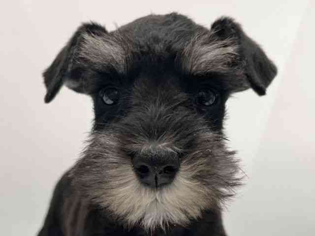 愛知県のミニチュアシュナウザー (ひごペットフレンドリーヴィアモール アピタ江南西店/2025年11月1日生まれ/女の子/ブラックシルバー)の子犬