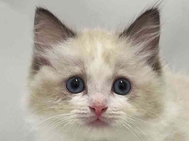 和歌山県のラグドール (ひごペットフレンドリーパームシティ和歌山店/2025年11月2日生まれ/女の子/シールポイントバイカラー)の子猫の1枚目の画像