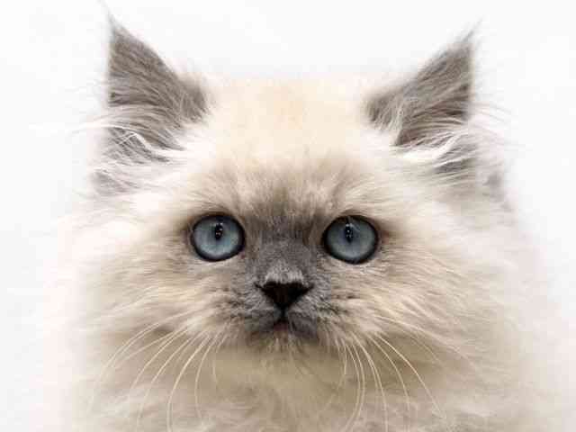 京都府のヒマラヤン (ひごペットフレンドリー京都店/2025年11月2日生まれ/男の子/ブルーポイント)の子猫の1枚目の画像