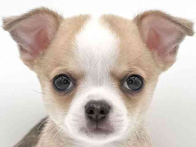 大阪府のチワワ(スムース) (ひごペットフレンドリーイオンそよら海老江店/2025年11月2日生まれ/男の子/フォーンホワイト)の子犬