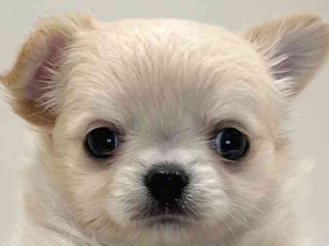 兵庫県のチワワ(ロング) (ひごペットフレンドリーイトーヨーカドー明石店/2025年11月2日生まれ/女の子/クリーム)の子犬