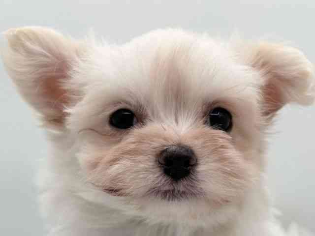 島根県のチワマル/マルチワ(チワワ×マルチーズ) (ひごペットフレンドリーイオン松江ショッピングセンター店/2025年10月31日生まれ/女の子/クリーム)の子犬の1枚目の画像