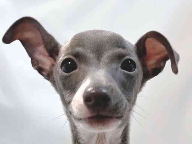 大阪府のイタリアングレーハウンド (ひごペットフレンドリー堺プラットプラット店/2025年11月1日生まれ/男の子/ブルーホワイトマーキングス)の子犬の1枚目の画像