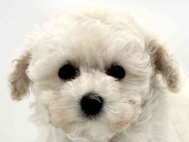 兵庫県のトイプードル(トイ) (ひごペットフレンドリークラウンパーク伊丹店/2025年11月2日生まれ/女の子/ホワイト)の子犬の1枚目の画像