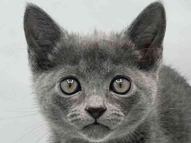 大阪府のロシアンブルー (ひごペットフレンドリーイトーヨーカドー津久野店/2025年11月2日生まれ/男の子/ブルー)の子猫の1枚目の画像