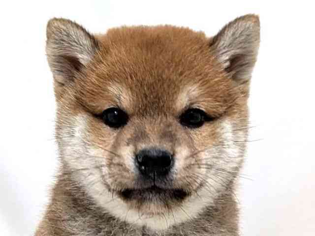 広島県の柴犬(標準サイズ) (ひごペットフレンドリーゆめタウン廿日市店/2025年10月25日生まれ/男の子/赤)の子犬の1枚目の画像