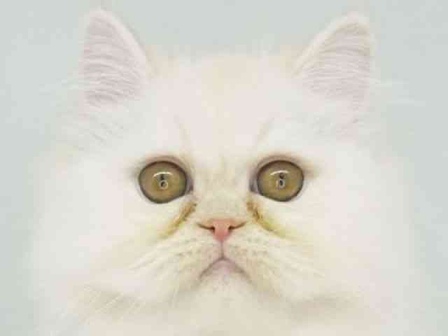 福岡県のエキゾチック (ひごペットフレンドリーゆめタウン筑紫野店/2025年10月25日生まれ/男の子/クリーム)の子猫の1枚目の画像