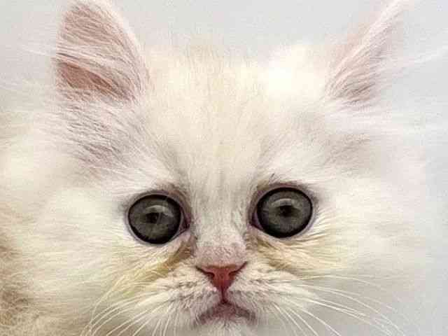 島根県のエキゾチック (ひごペットフレンドリーイオンモール出雲店/2025年10月25日生まれ/男の子/クリーム)の子猫の1枚目の画像