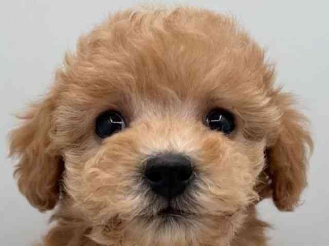 島根県のトイプードル(トイ) (ひごペットフレンドリーイオン松江ショッピングセンター店/2025年11月2日生まれ/女の子/オレンジフォーン)の子犬の1枚目の画像