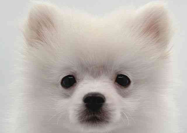 島根県のポメラニアン (ひごペットフレンドリーイオン松江ショッピングセンター店/2025年11月2日生まれ/女の子/クリーム)の子犬の1枚目の画像