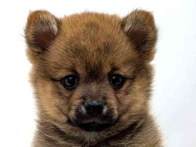 広島県のポメ柴/豆ポメ/ポメ豆柴(ポメラニアン×柴犬) (ひごペットフレンドリーゆめタウン廿日市店/2025年11月2日生まれ/女の子/オレンジ)の子犬