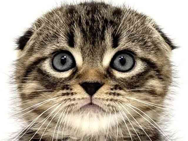 大阪府のスコティッシュフォールド (ひごペットフレンドリーイオン高槻店/2025年11月1日生まれ/男の子/ブラウンタビー)の子猫