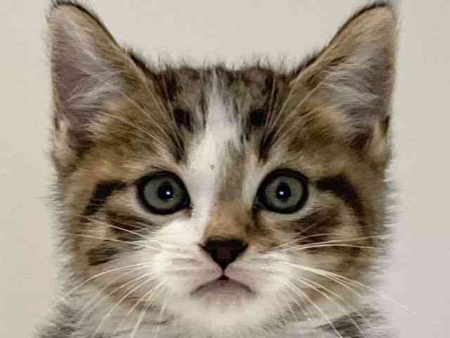 兵庫県のスコティッシュフォールド (ひごペットフレンドリーイトーヨーカドー明石店/2025年11月1日生まれ/男の子/ブラウンタビーホワイト)の子猫