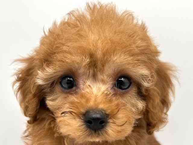 奈良県のトイプードル(トイ) (ひごペットフレンドリー田原本店/2025年10月30日生まれ/女の子/オレンジフォーン)の子犬