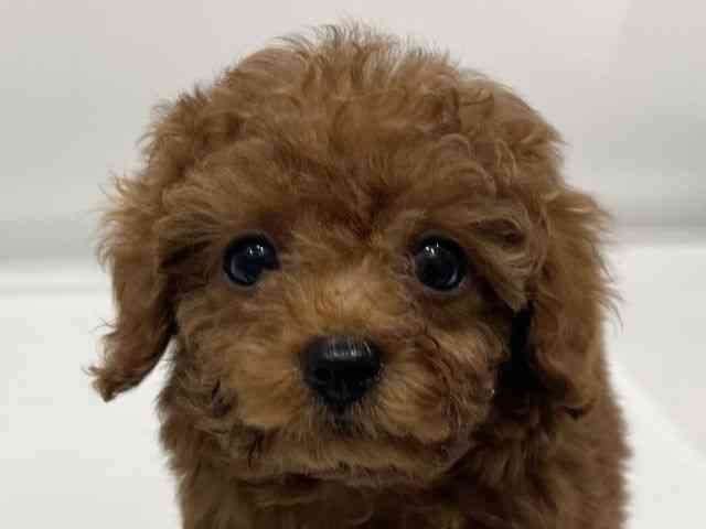 愛知県のトイプードル(トイ) (ひごペットフレンドリーヴィアモール アピタ江南西店/2025年10月30日生まれ/女の子/レッドフォーン)の子犬の1枚目の画像