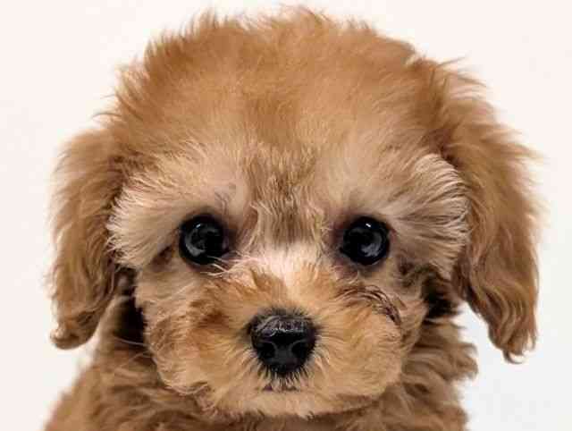 福岡県のトイプードル(トイ) (ひごペットフレンドリーリバーウォーク北九州店/2025年10月30日生まれ/女の子/オレンジフォーン)の子犬