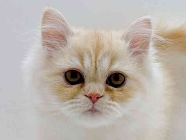 広島県のエキゾチック (ひごペットフレンドリーフジグラン神辺店/2025年10月25日生まれ/男の子/クリームタビー)の子猫の1枚目の画像