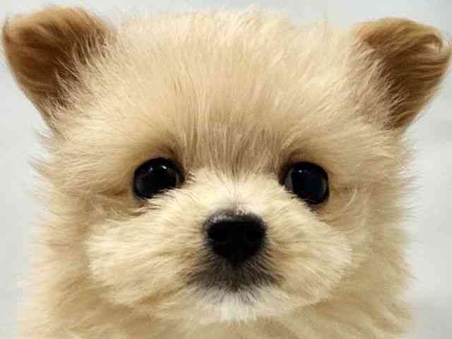 大阪府のポメプー(ポメラニアン×プードル) (ひごペットフレンドリー東淀川店/2025年10月27日生まれ/男の子/クリーム)の子犬