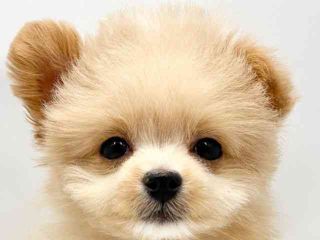 大阪府のポメプー(ポメラニアン×プードル) (ひごペットフレンドリー東淀川店/2025年10月27日生まれ/男の子/クリーム)の子犬