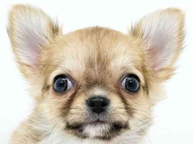 京都府のチワワ(ロング) (ひごペットフレンドリーイズミヤショッピングセンター八幡店/2025年10月28日生まれ/男の子/レッドセーブルホワイト)の子犬の1枚目の画像