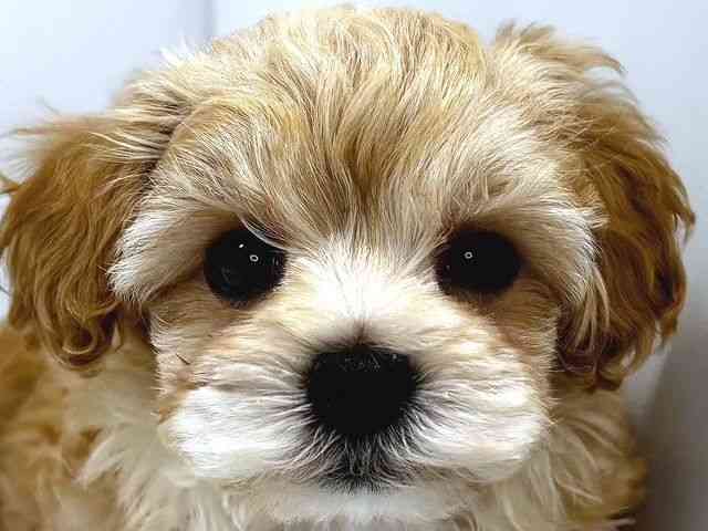 奈良県のマルプー(マルチーズ×プードル) (ひごペットフレンドリー奈良パワーシティ店/2025年11月1日生まれ/男の子/アプリコット)の子犬の1枚目の画像