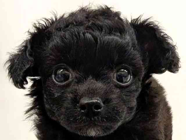 福岡県のチワプー/プーチー(チワワ×プードル) (ひごペットフレンドリーリバーウォーク北九州店/2025年11月2日生まれ/男の子/ブラック)の子犬