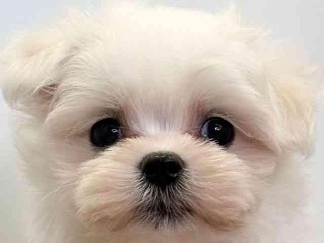 愛媛県のマルチーズ (ひごペットフレンドリーエミフルMASAKI店/2025年11月1日生まれ/男の子/ホワイト)の子犬の1枚目の画像