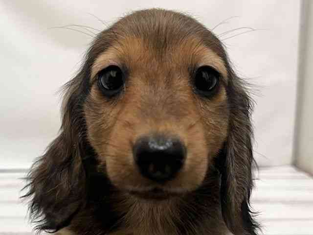 和歌山県のミニチュアダックスフンド(ロング) (ひごペットフレンドリーパームシティ和歌山店/2025年11月1日生まれ/男の子/レッド)の子犬