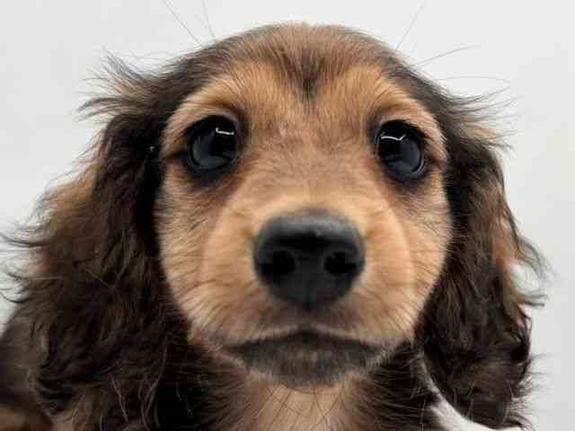 島根県のミニチュアダックスフンド(ロング) (ひごペットフレンドリーイオン松江ショッピングセンター店/2025年11月1日生まれ/男の子/レッド)の子犬の1枚目の画像