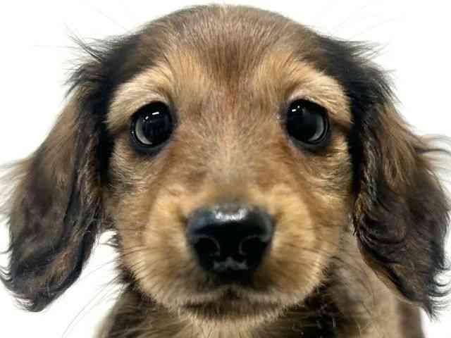 大阪府のミニチュアダックスフンド(ロング) (ひごペットフレンドリーイオン高槻店/2025年11月1日生まれ/女の子/レッド)の子犬の1枚目の画像