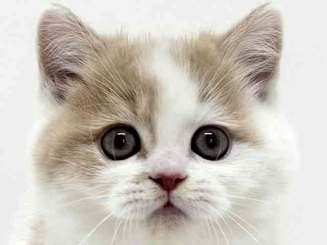 大阪府のフォールデックス (ひごペットフレンドリーくずはモール店/2025年11月1日生まれ/男の子/クリームホワイト)の子猫