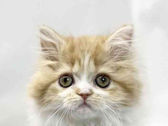 愛媛県のラガマフィン (ひごペットフレンドリーイオンモール今治新都市店/2025年10月24日生まれ/女の子/レッドタビーホワイト)の子猫の1枚目の画像