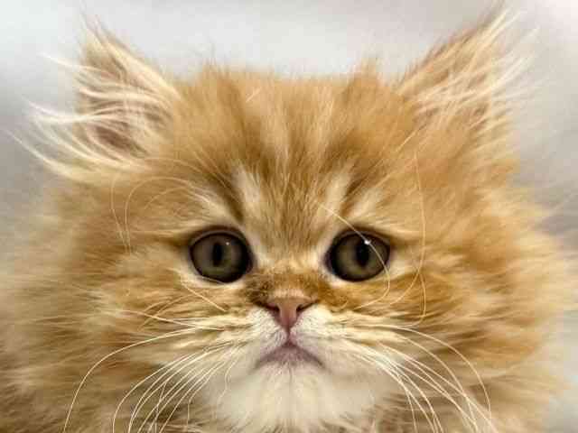 大阪府のスコティッシュフォールド (ひごペットフレンドリー堺プラットプラット店/2025年11月3日生まれ/男の子/レッドタビー)の子猫